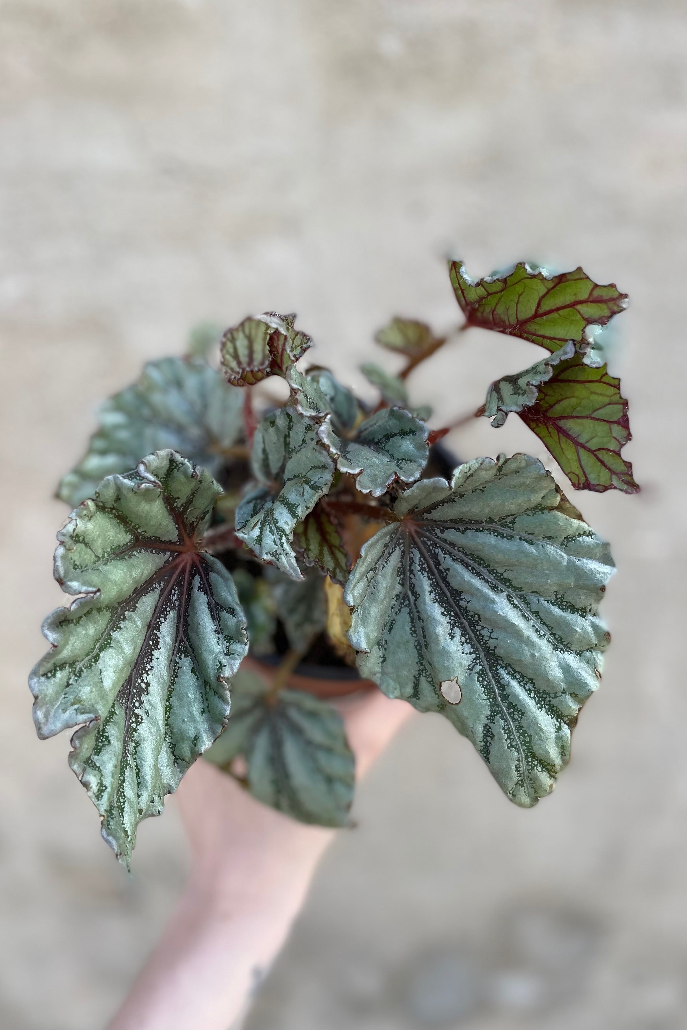 detail of Begonia rex-cultorum 5" against a grey wall