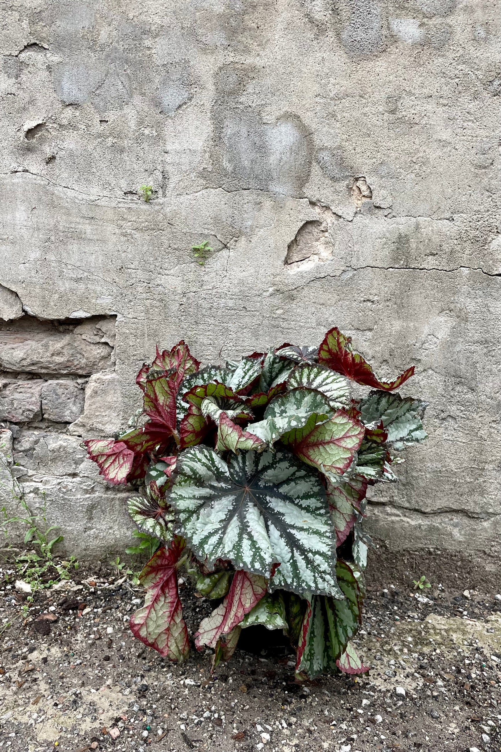 A green and silver with slight bugundy leaved type of Begonia Rex. sitting against a gray wall ©Sprout Home