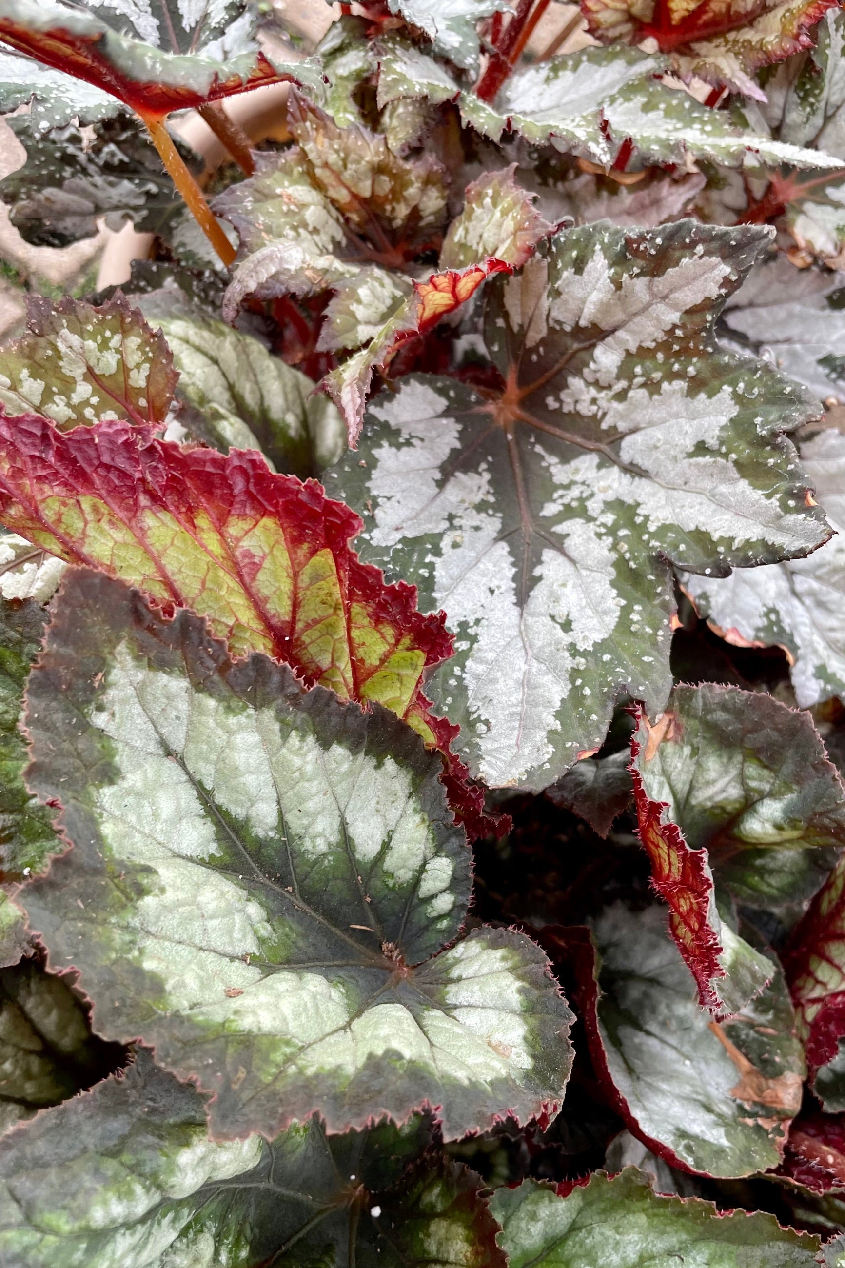 Silver, dark green and burgundy leaves of a Begonia Rex up close ©Sprout Home