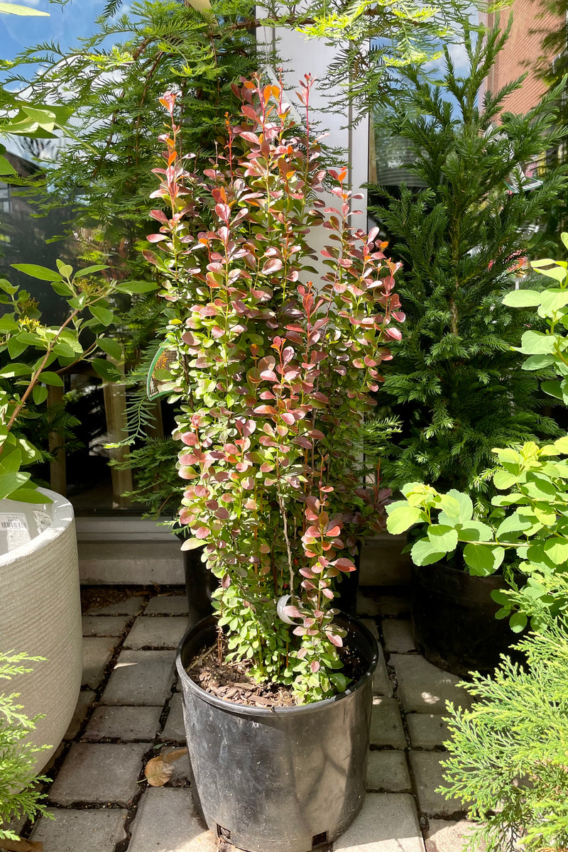 #3 Berberis 'Helmond Pillar' shrub at the end of June in the Sprout Home yard sitting in front of a window surrounded by other plants. 