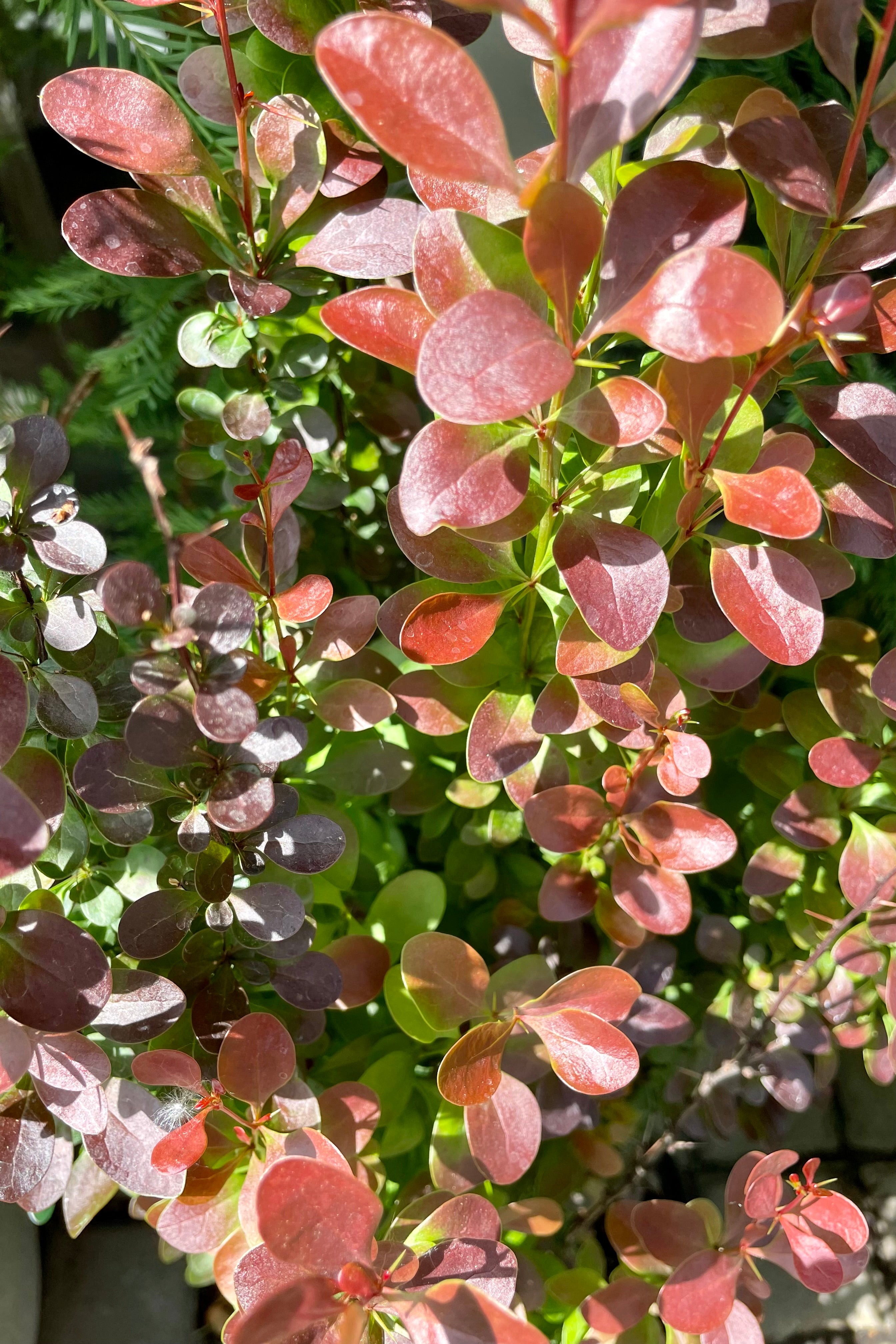 A detail picture of the burgundy red ovate leaves of the Berberis 'Helmond Pillar' shrub the beginning of June in the Sprout Home yard. 