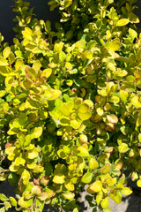 The bright chartreuse foliage with red to orange mottling towards the end of June of the Berberis 'Limoncello' shrub at Sprout Home