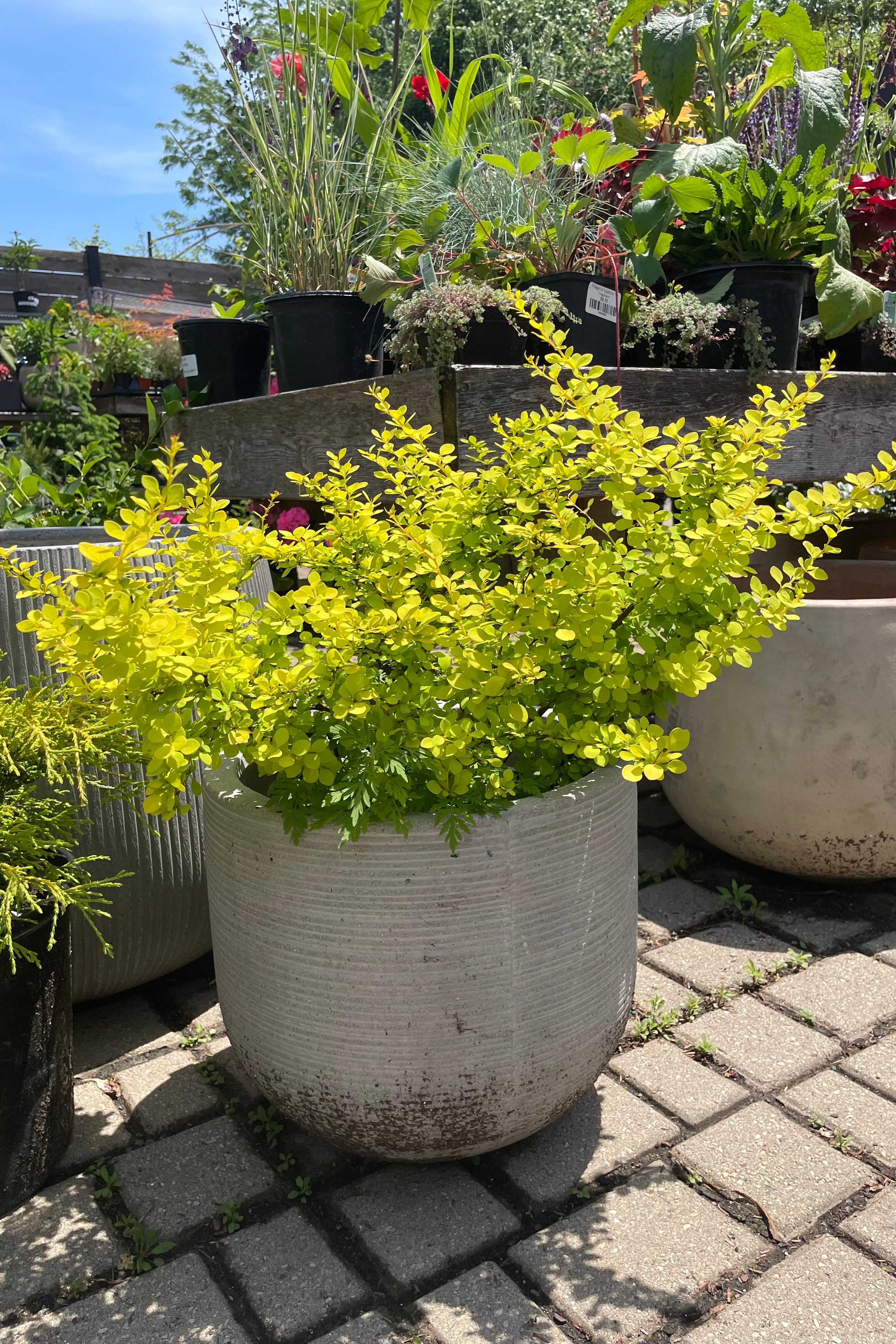 a #3 container of Berberis 'Aurea' shrub sitting in a decorative pot in the Sprout Home yard the end of May showing off its bright yellow green ovate laves surrounded by other plants in the yard.