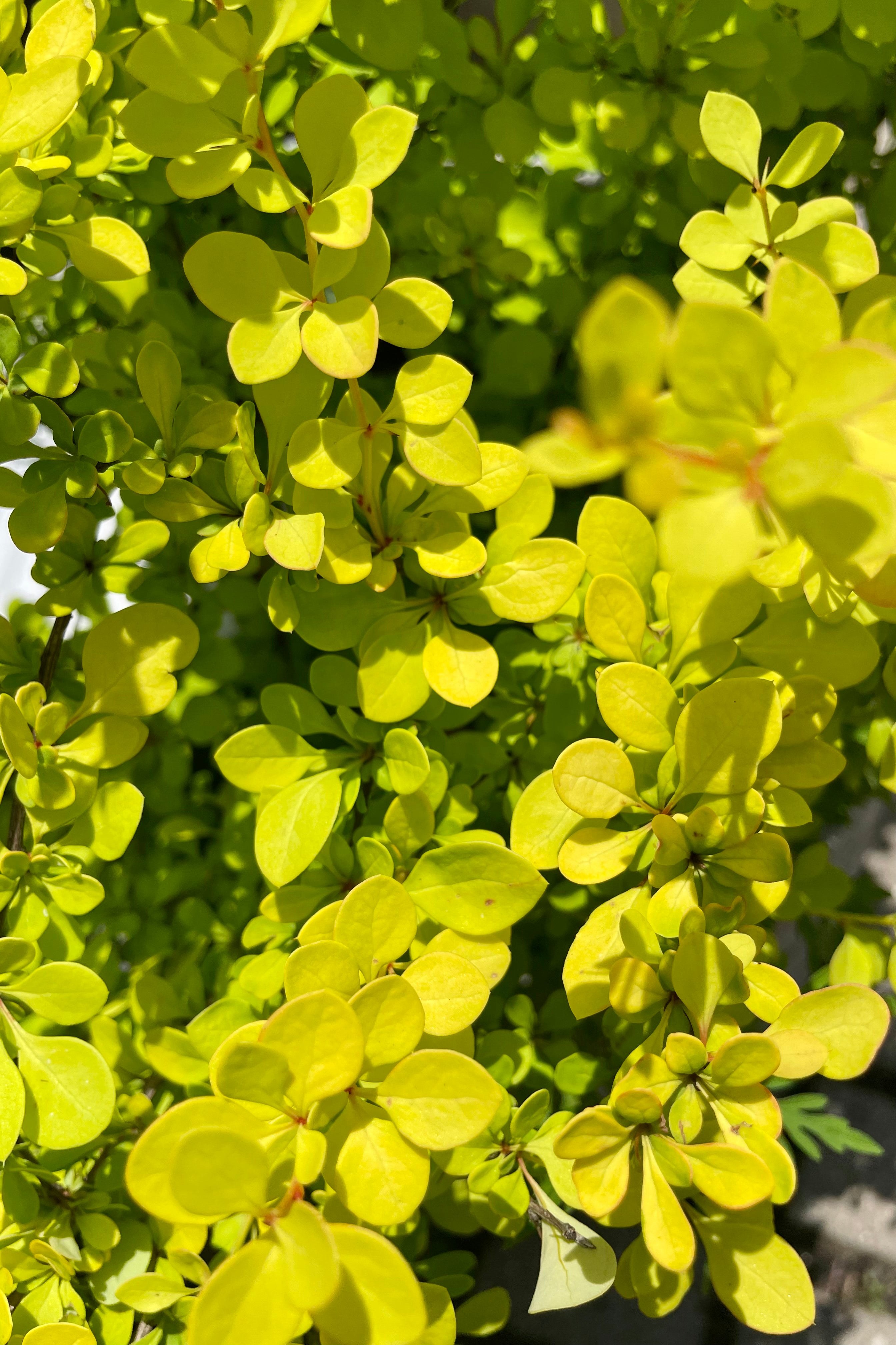 A detail shot of the bright yellow green ovate leaves of the Berberis 'Area' shrub the end of May at Sprout Home.