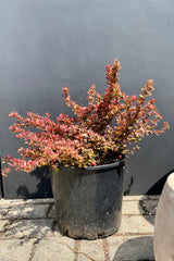 A Berberis 'Admiration' in a #3 growers pot in the Sprout Home yard the beginning of May against a black wall. 
