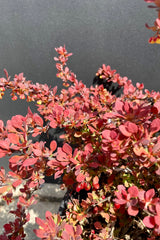 A detailed pictured showing the bright red leaves of the Berberis 'Admiration' in the Sprout Home yard the beginning of May.