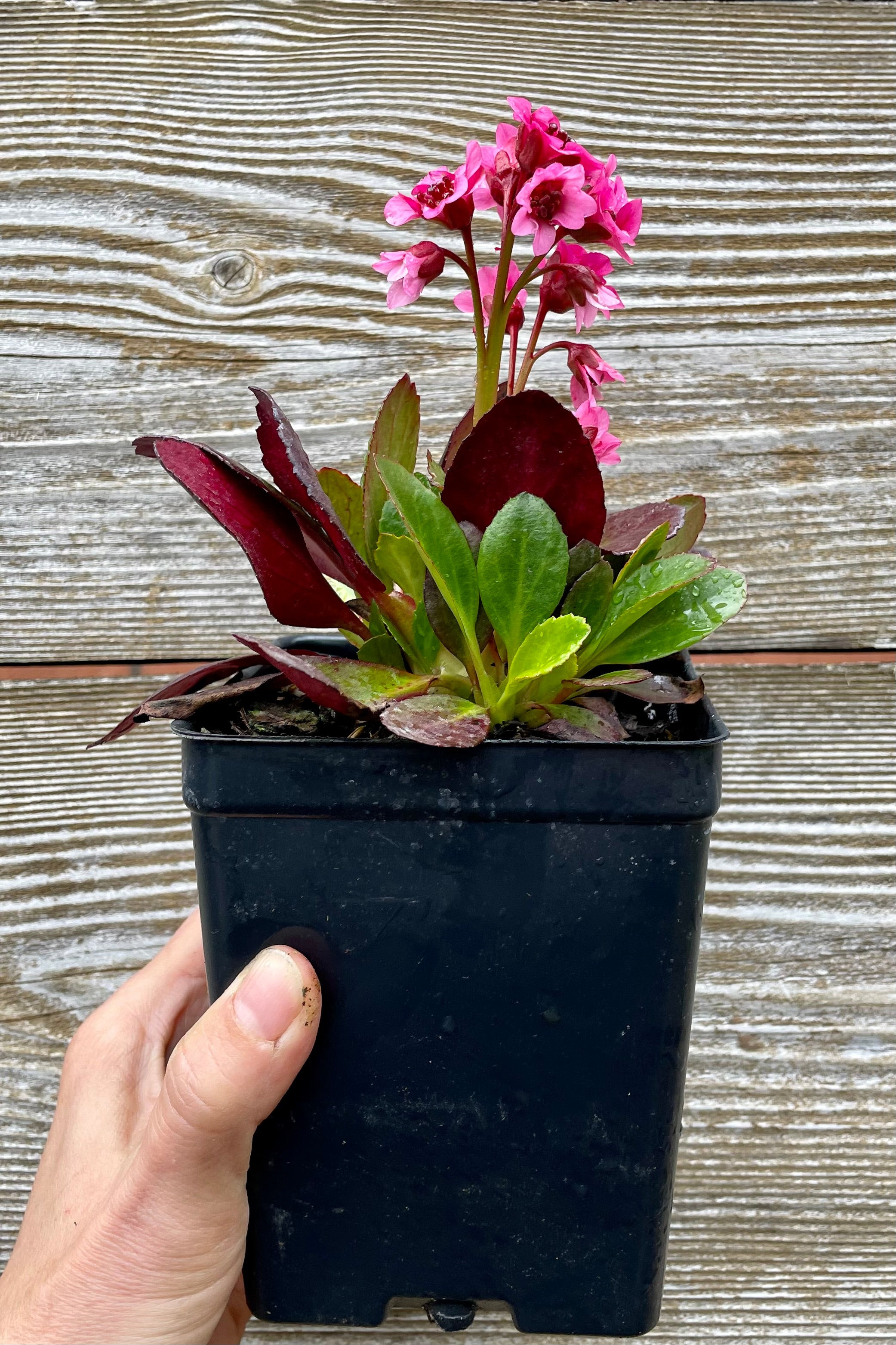 Bergenia c. 'Flirt' 1qt with a black growers pot  against a grey wall