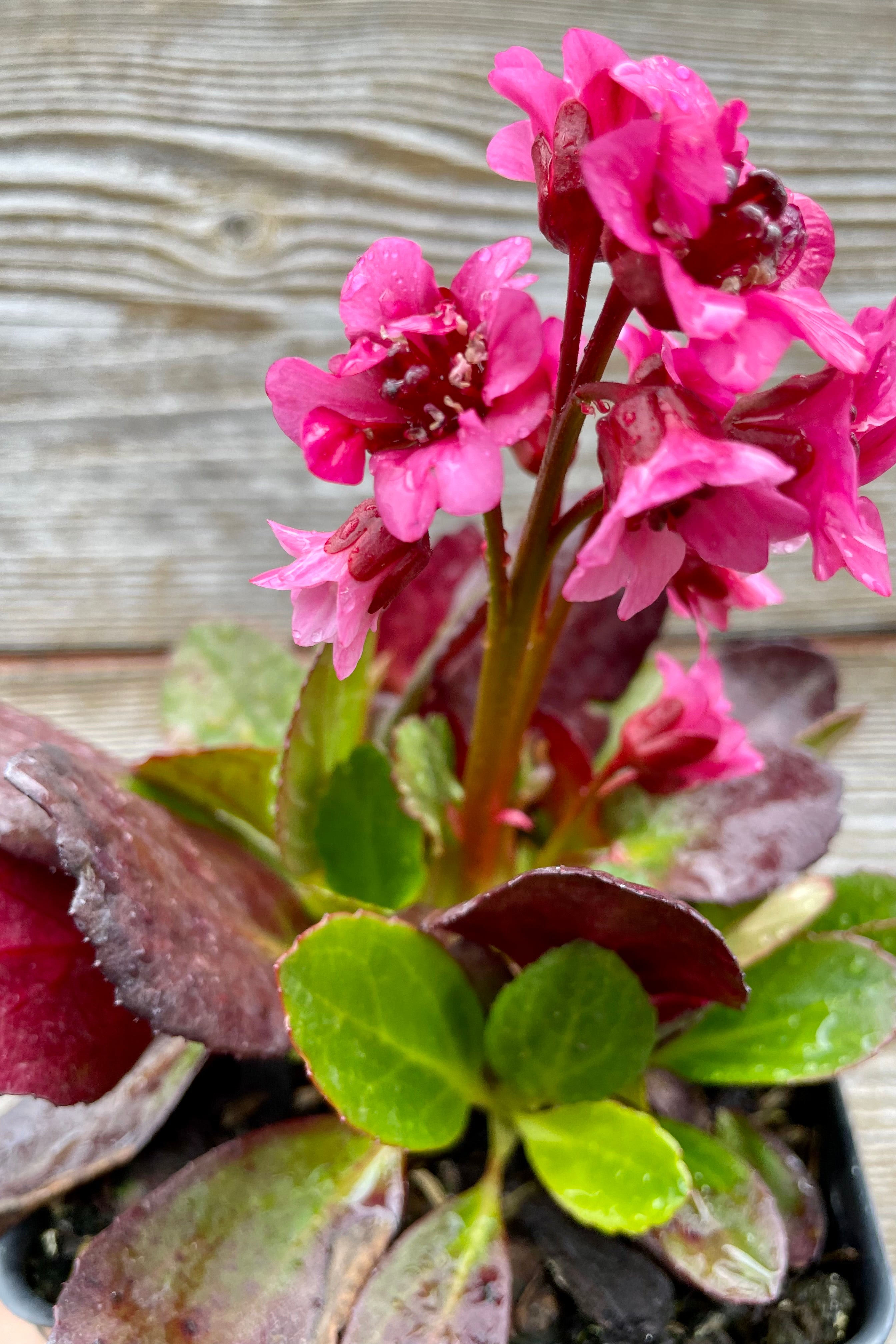 detail of Bergenia c. 'Flirt' 1qt against a grey wall