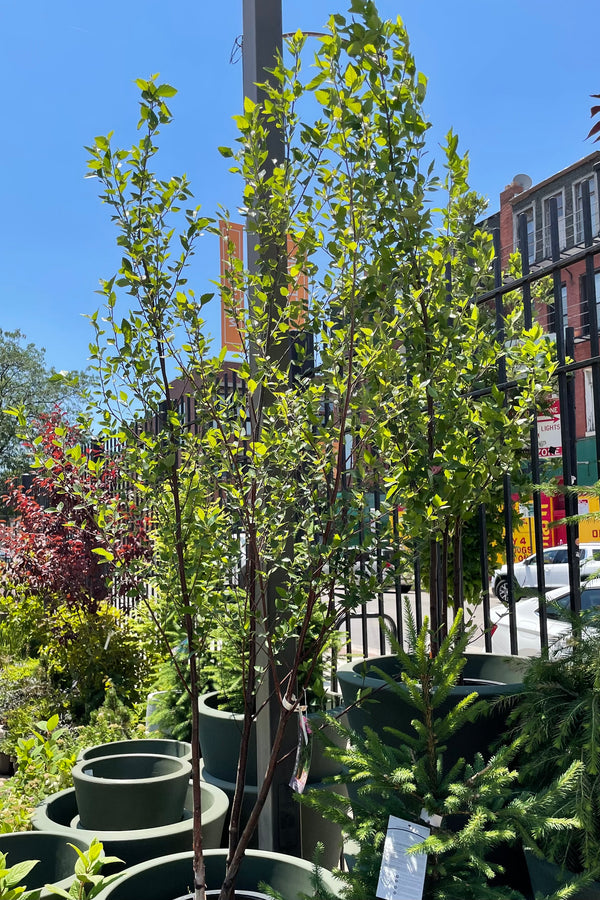 #10 size Betula nigra clump form tree in mid June at Sprout Home sitting in a decorative pot with other trees around it .