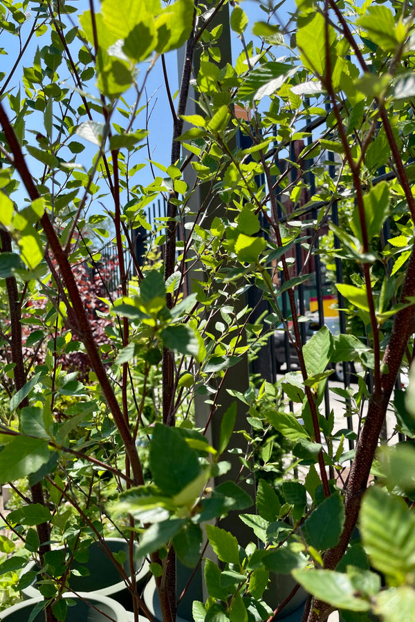 A detail picture of the Betula nigra showing the dark stems and green ovate leaves with the blue sky behind during late June at Sprout Home