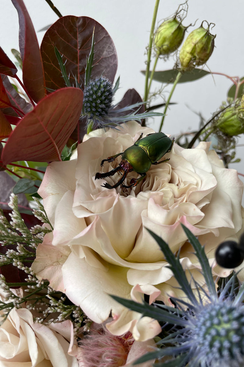 A detailed shot of preserved beetle resting in Floral Arrangement Betelgeuse