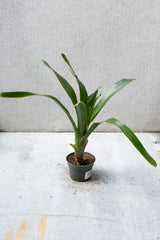 Billbergia plant in a 4 inch growers pot