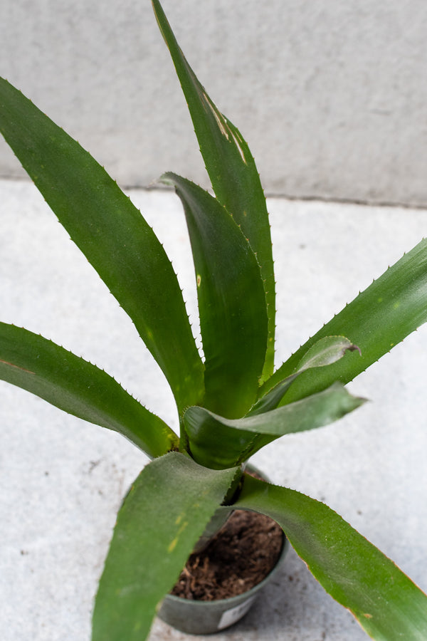 Billbergia plant detail looking from above.