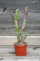 Billbergia 'Ralph Graham French' in grow pot in front of grey wood background