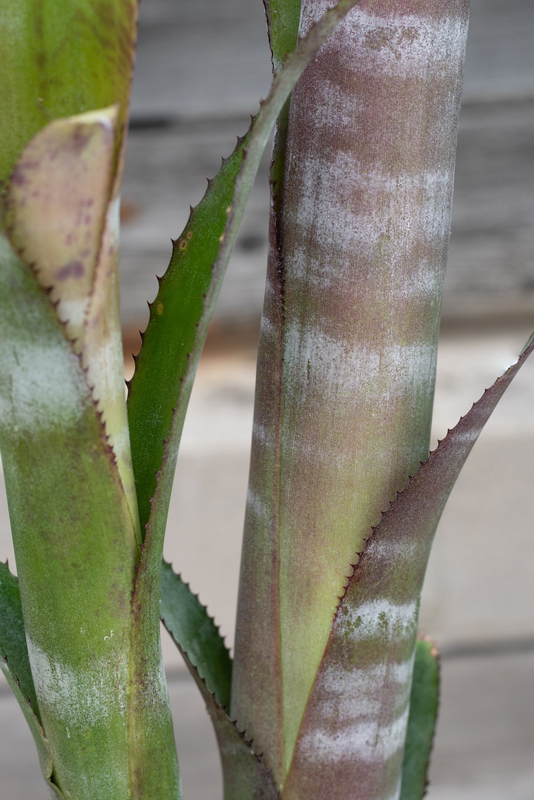Close up of Billbergia 'Ralph Graham French'   ©Sprout Home