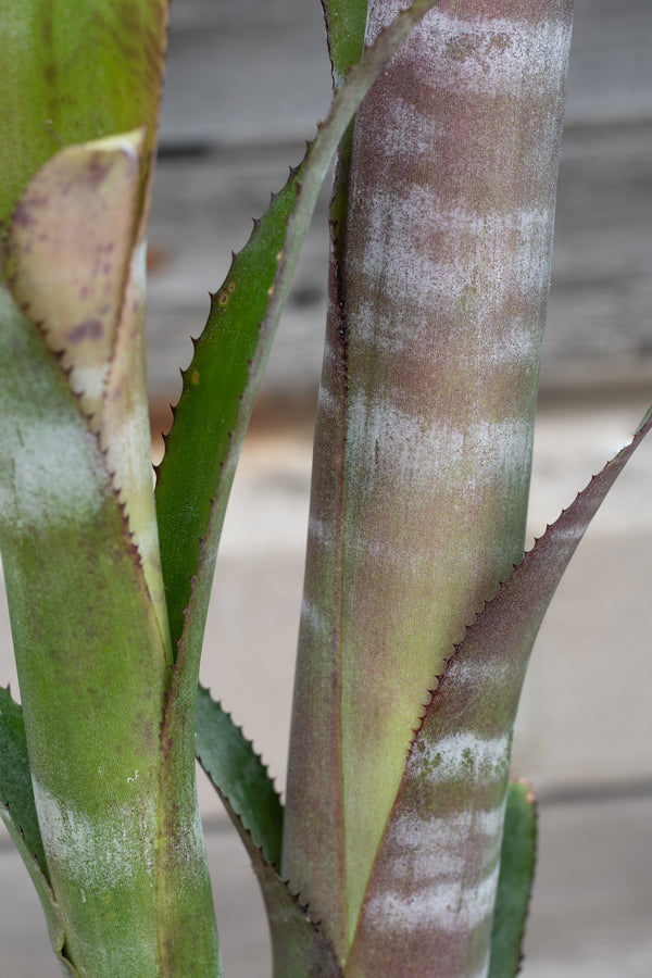 Close up of Billbergia 'Ralph Graham French'