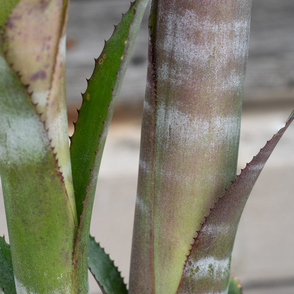 Billbergia 'Ralph Graham French' 6