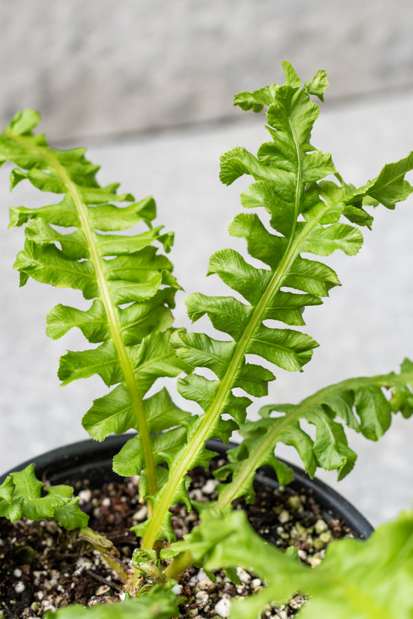 Blechnum sp. "Tree Fern" 4"