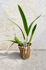 The Brassavola nodosa hybrid in a 3.5" growers pot not in bloom against a grey wall. 