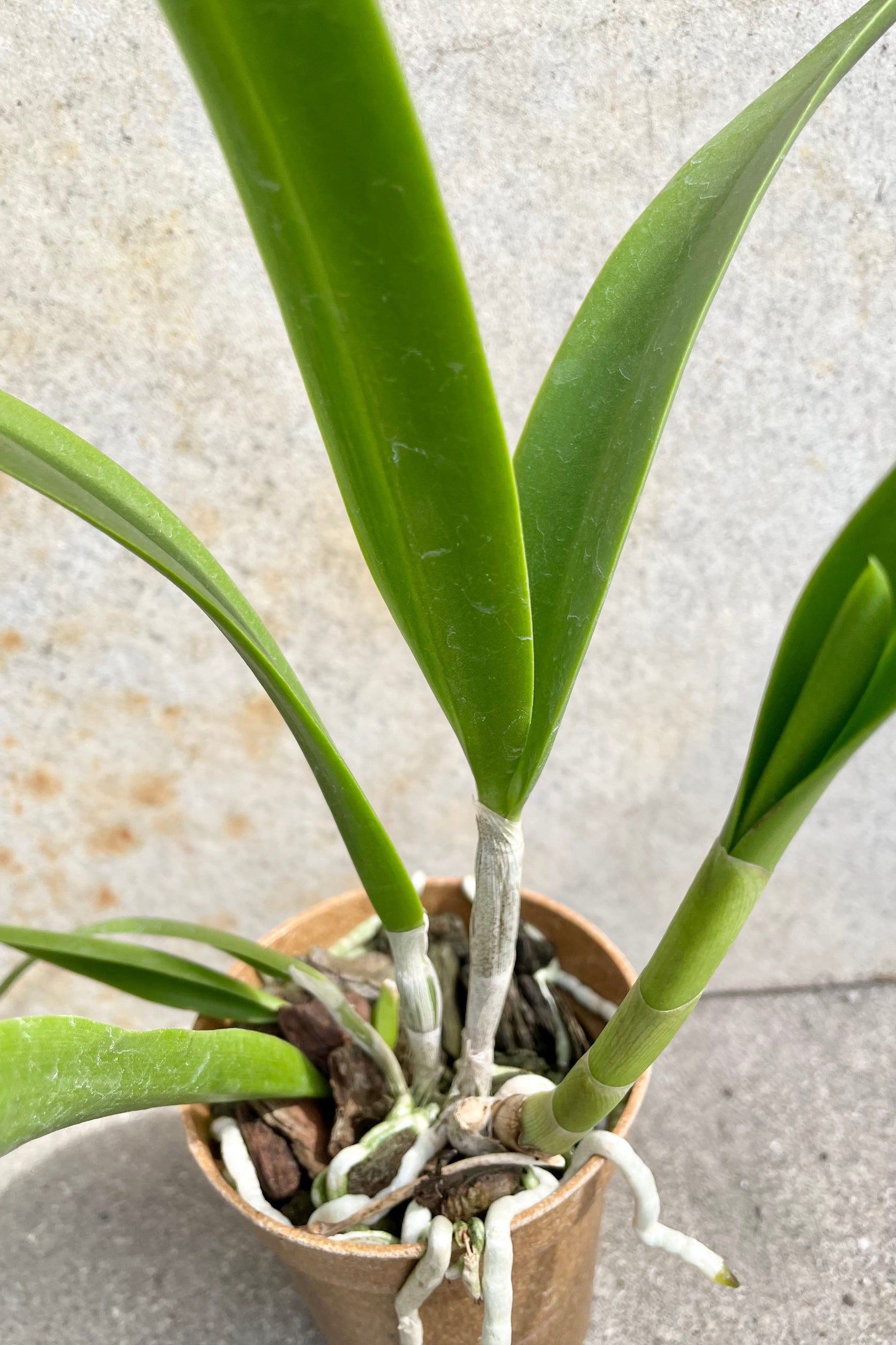A close up detail picture of the base of the Brassavola nodosa not in bloom.  ©Sprout Home