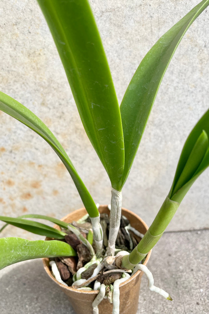 A close up detail picture of the base of the Brassavola nodosa not in bloom.
