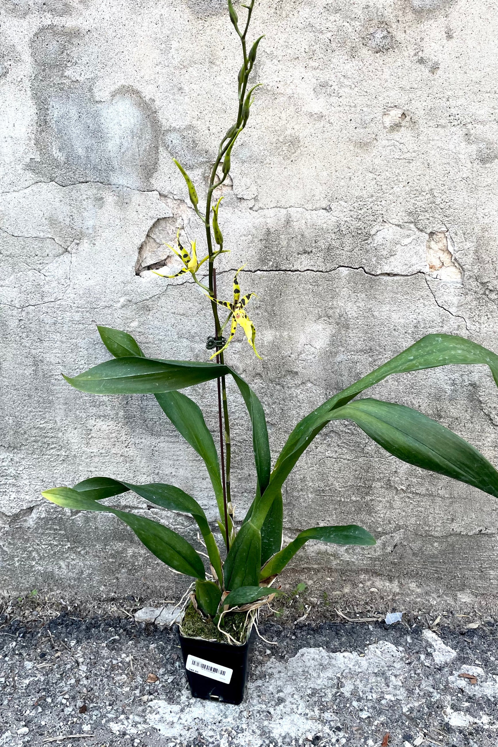A full view of Brassia orchid 4" in grow pot against concrete backdrop  ©Sprout Home