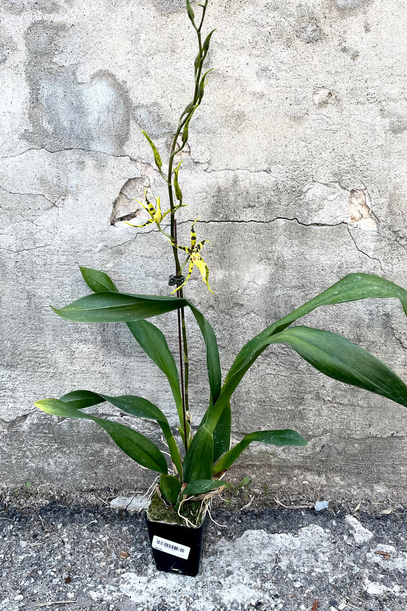 A full view of Brassia orchid 4" in grow pot against concrete backdrop