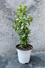 The Breynia disticha "Hawaiian Snowbush" sits in a 4 inch pot against a grey backdrop.