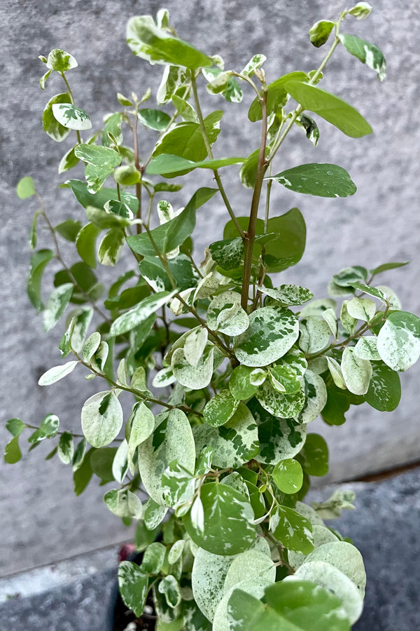 A detailed glimpse of the Breynia disticha "Hawaiian Snowbush" 's foliage.