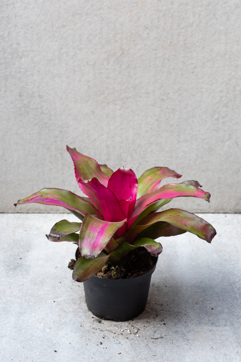 Bright pink and dark green colored Bromeliad in a 6 inch pot. 