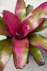 The center of a pink and green Bromeliad plant. 