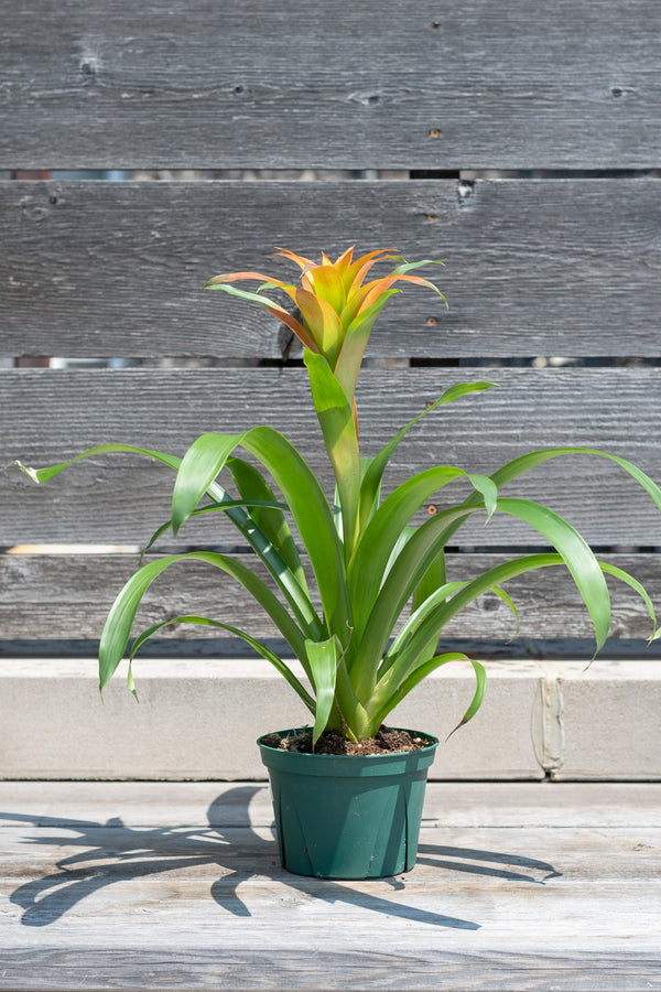 Bromeliad guzmania hybrid in grow pot in front of grey wood background