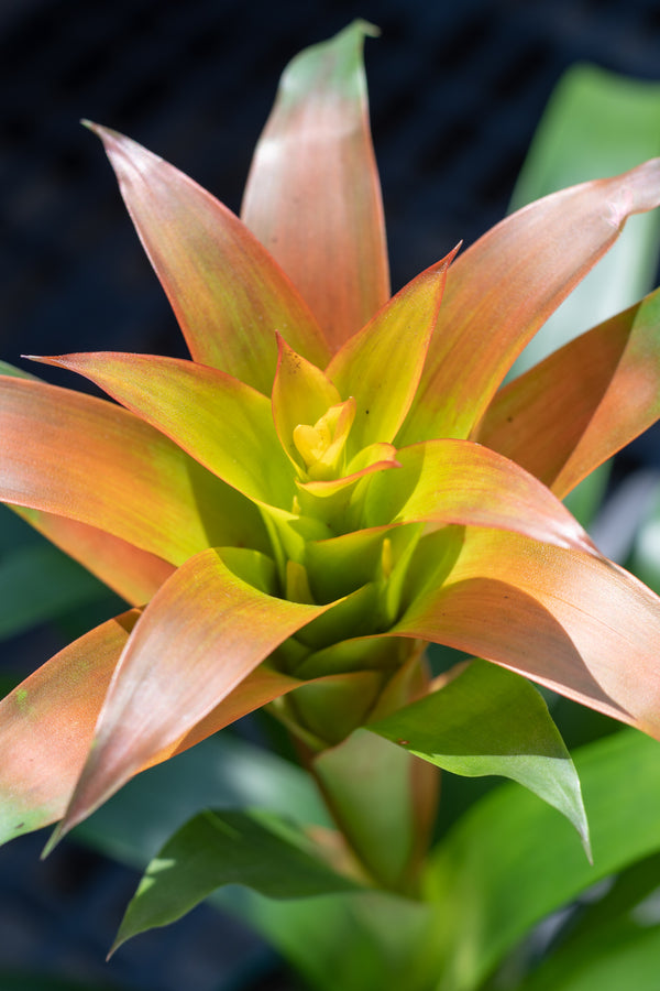 Close up of Bromeliad guzmania hybrid flower