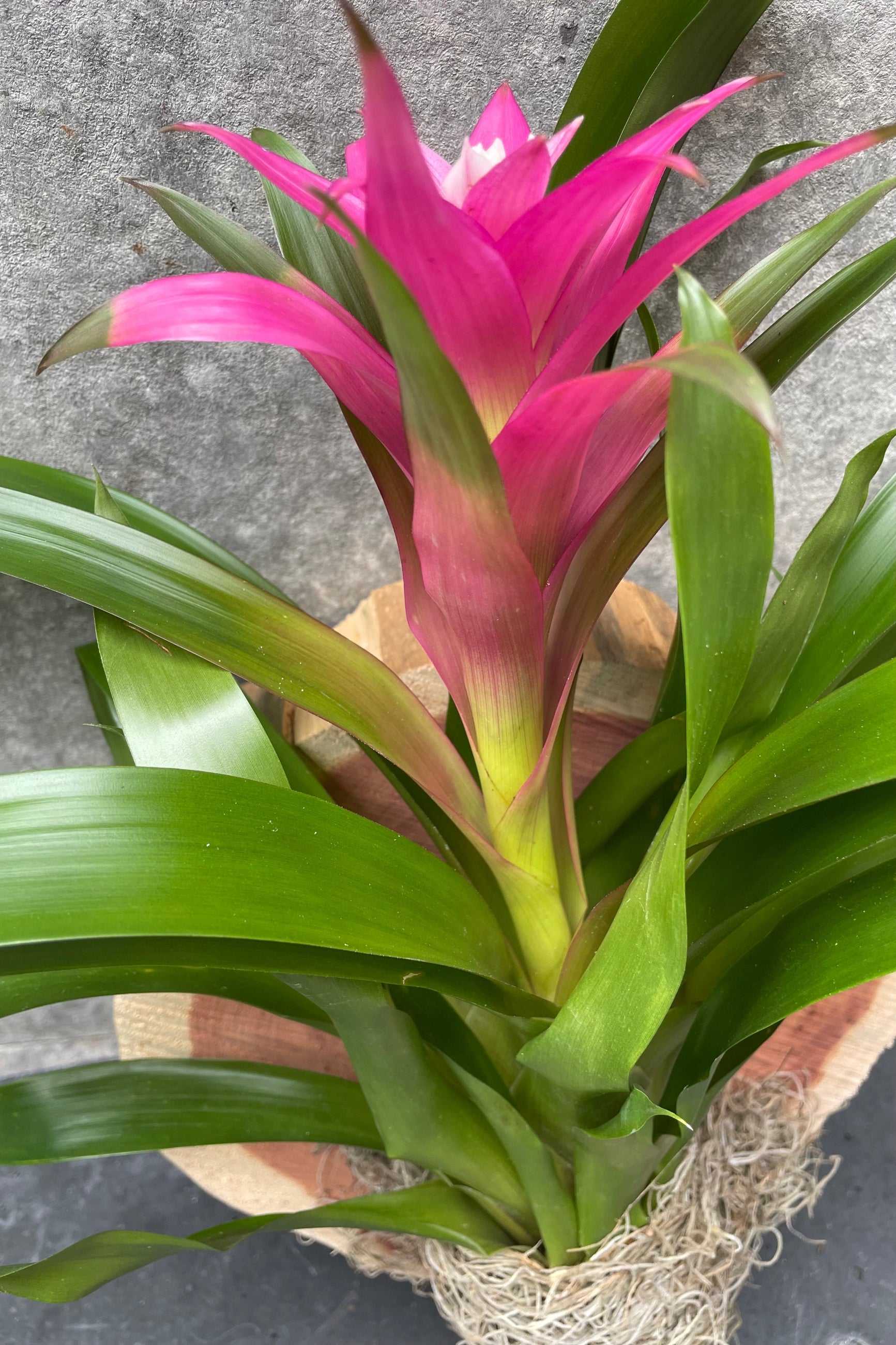 Bromeliad mounted on a plaque with a pink flower. ©Sprout Home
