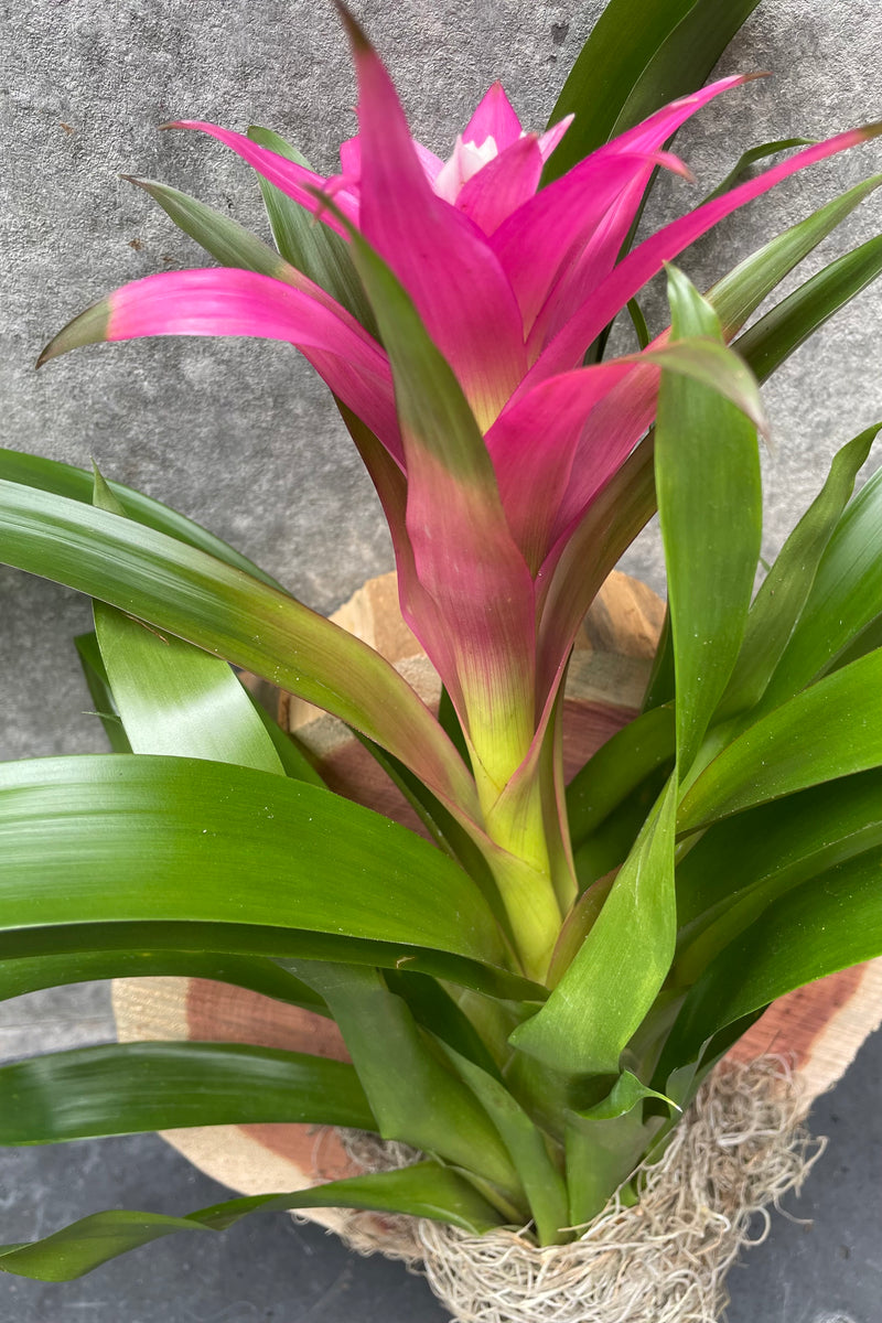 Bromeliad mounted on a plaque with a pink flower.
