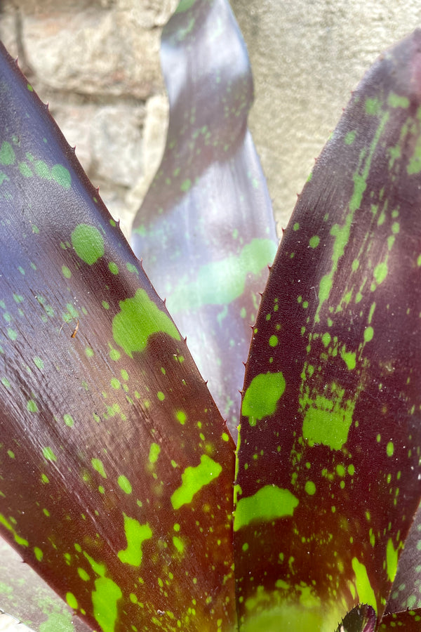 A close-up view of the brown and bright green spotted leaves of the 6" Bromeliad 'Neoregelia' against a concrete backdrop