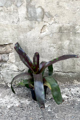 A full-body view of the 6" Bromeliad 'Neoregelia' against a concrete backdrop
