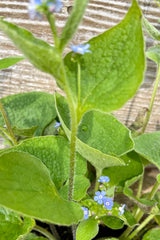 blue forget me not flowers blooming in mid May in front of green heart shaped leaves - love!!