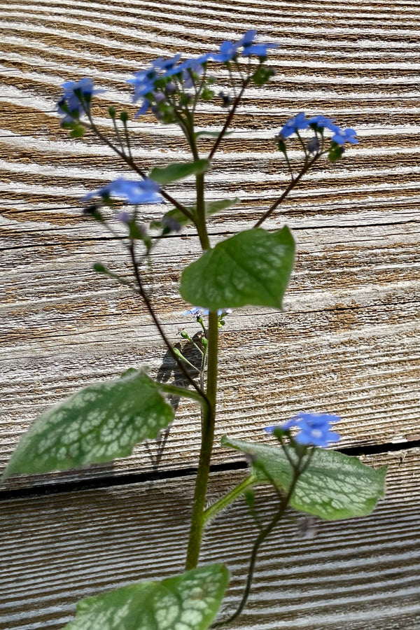 The blooms on the Brunnera 'Jack Frost' perennial at the beginning of May against a wood fence in the Sprout Home yard. 