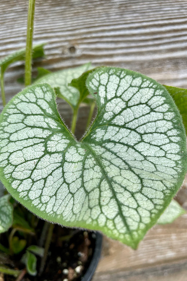 The highly graphic white and green leaf of the Brunnera 'Jack Frost' in the Sprout Home yard against a wood fence.