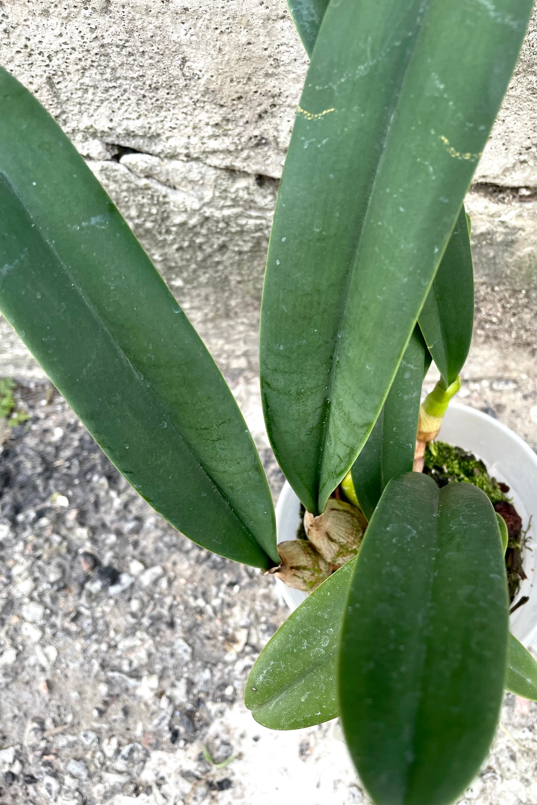 A close-up view of the leaves of the 3.5" Bulbophyllum orchid against a concrete backdrop©Sprout Home