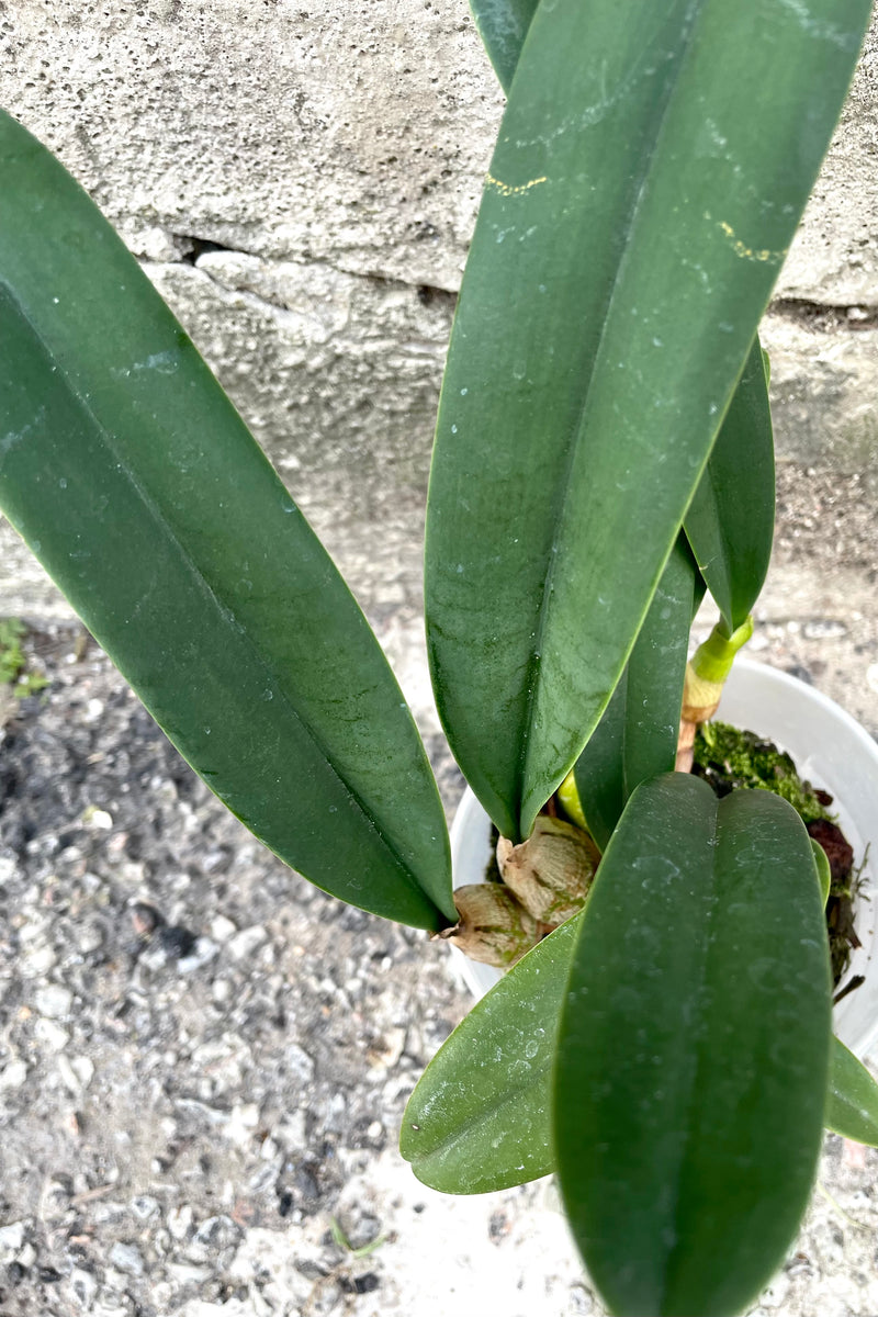A close-up view of the leaves of the 3.5" Bulbophyllum orchid against a concrete backdrop