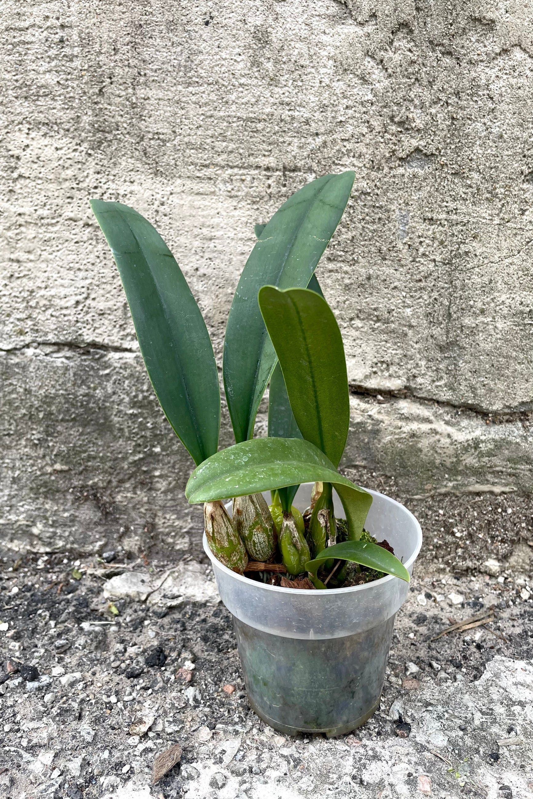 A full-body view of the 3.5" Bulbophyllum orchid against a concrete backdrop ©Sprout Home