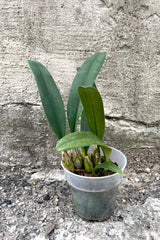A full-body view of the 3.5" Bulbophyllum orchid against a concrete backdrop