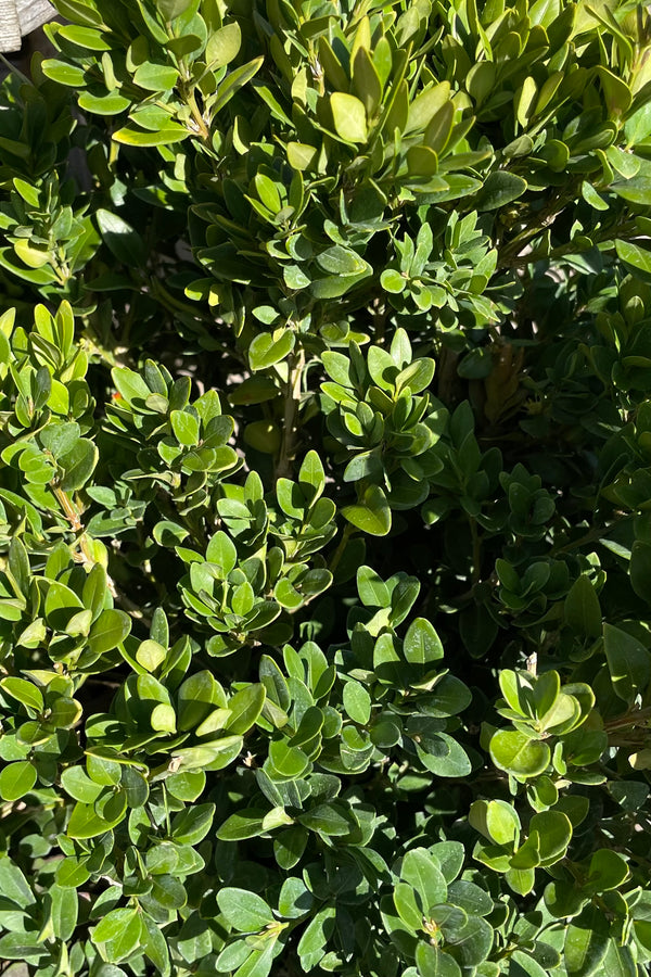Detail of the round evergreen leaves of the 'Chicagoland Green' boxwood