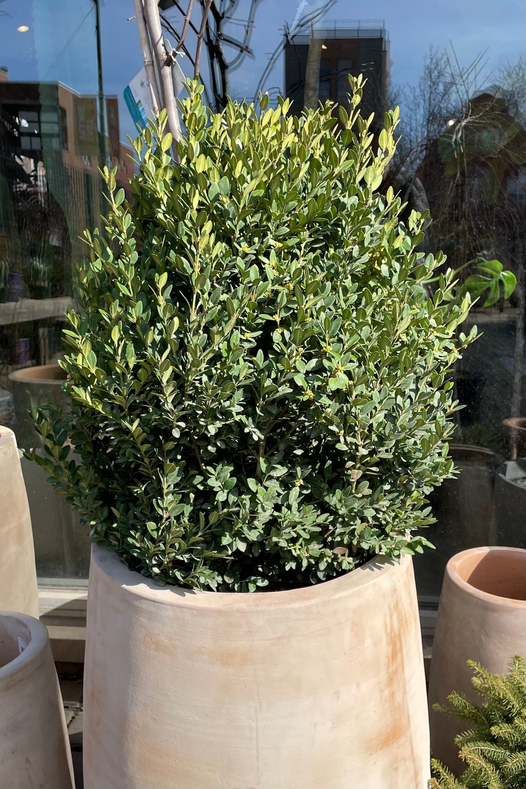 Buxus 'Green Mountain' shrub in a #5 growers pot sitting in a decorative terracotta pot at Sprout Home the beginning of spring. ©Sprout Home 