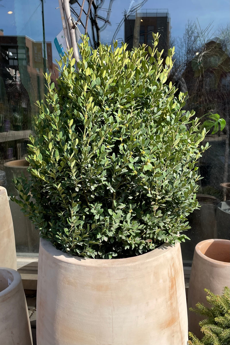 Buxus 'Green Mountain' shrub in a #5 growers pot sitting in a decorative terracotta pot at Sprout Home the beginning of spring.