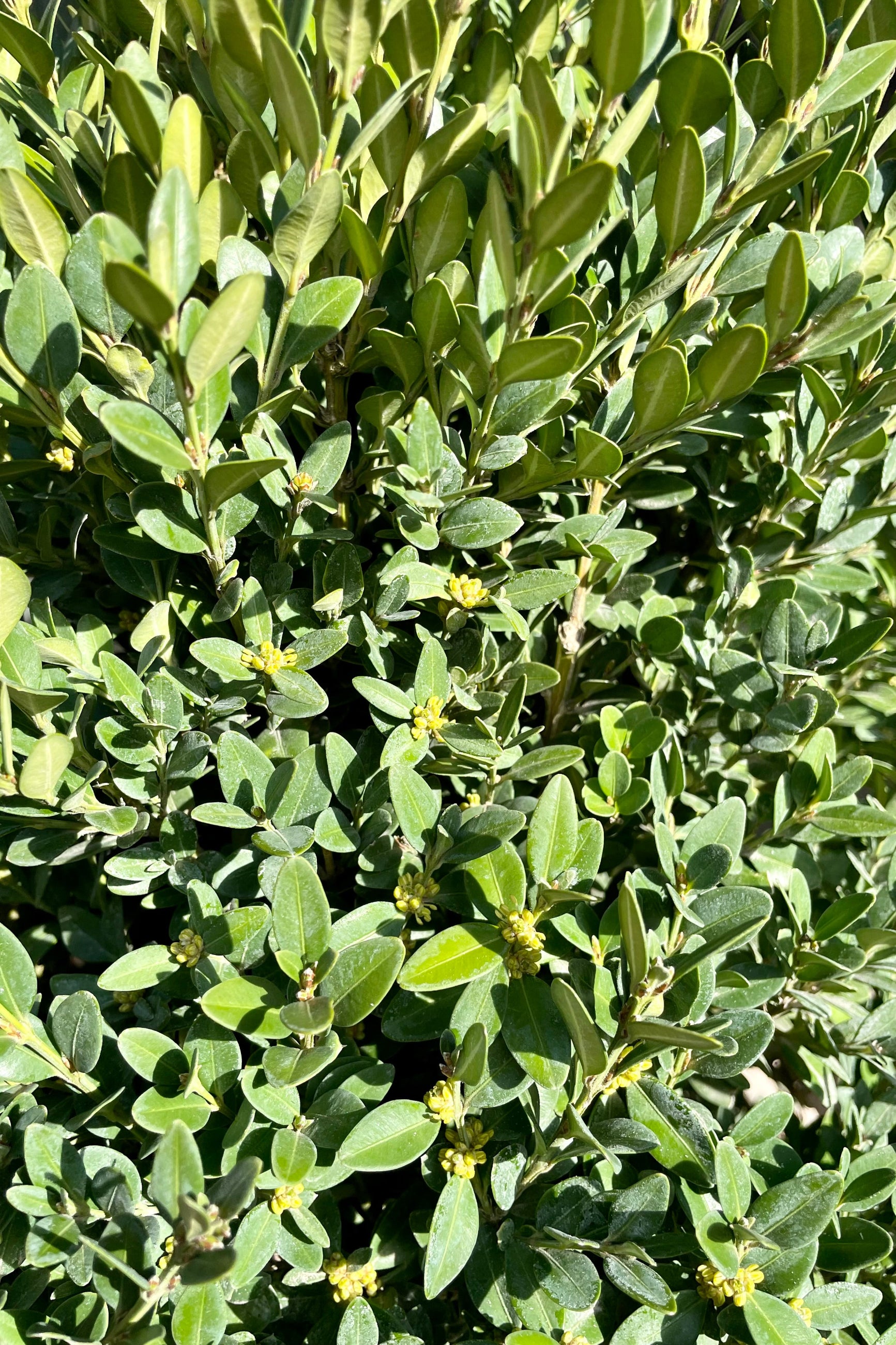 Detail picture of the ovate green evergreen leaves of the Buxus 'Green Mountain' shrub the beginning of spring at Sprout Home.  ©Sprout Home 