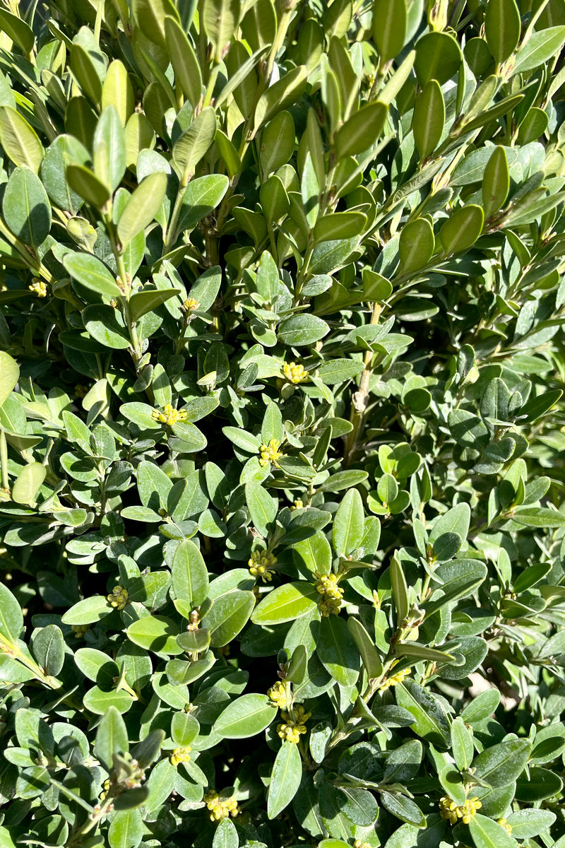 Detail picture of the ovate green evergreen leaves of the Buxus 'Green Mountain' shrub the beginning of spring at Sprout Home. 