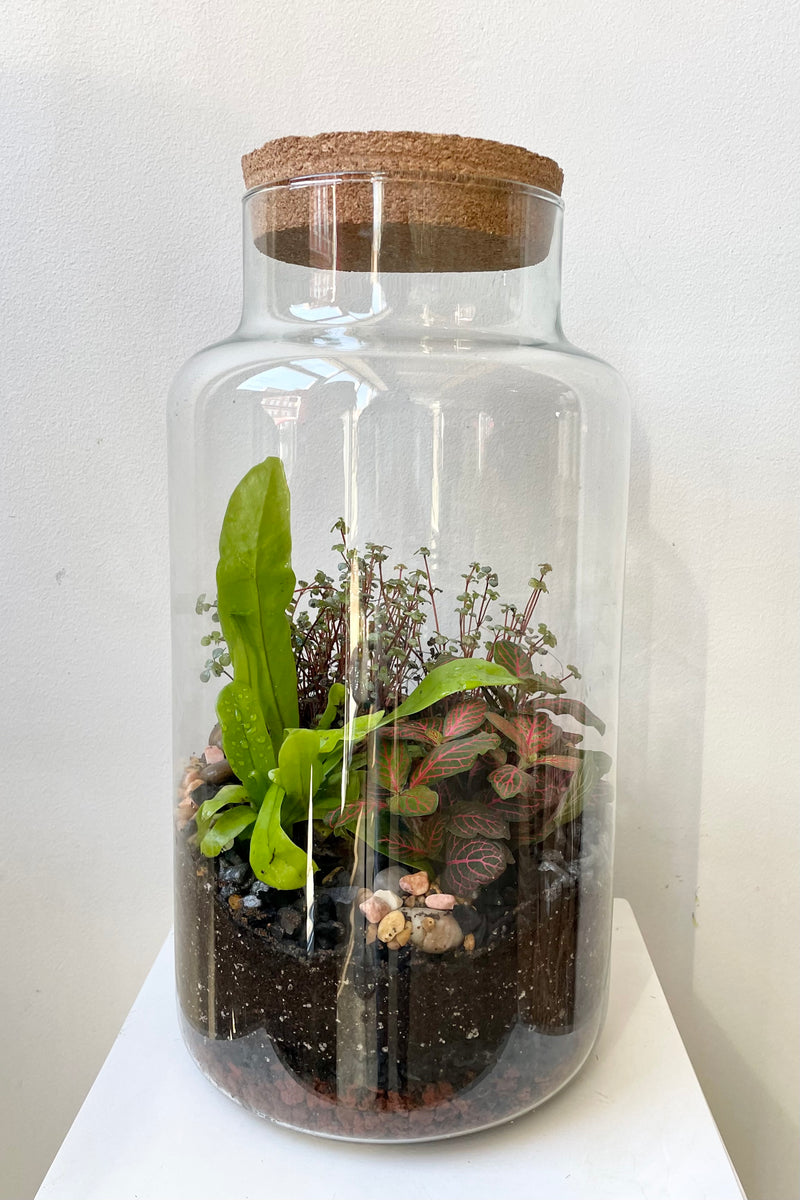 Sprout Home planted Chela Large terrarium against a white wall.